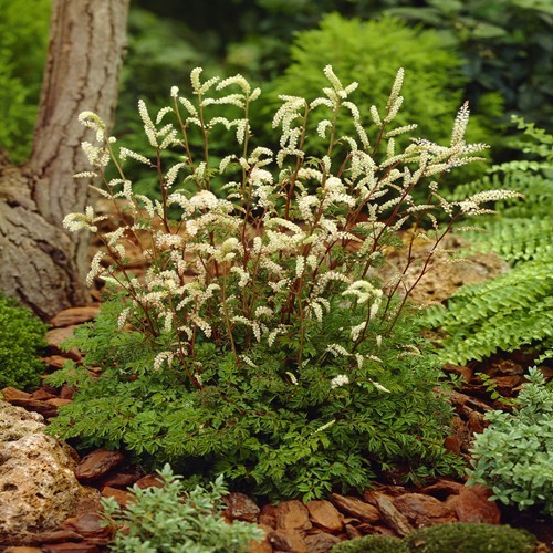 ARUNCUS aethusifolius (1412)